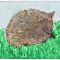 igel.jpg